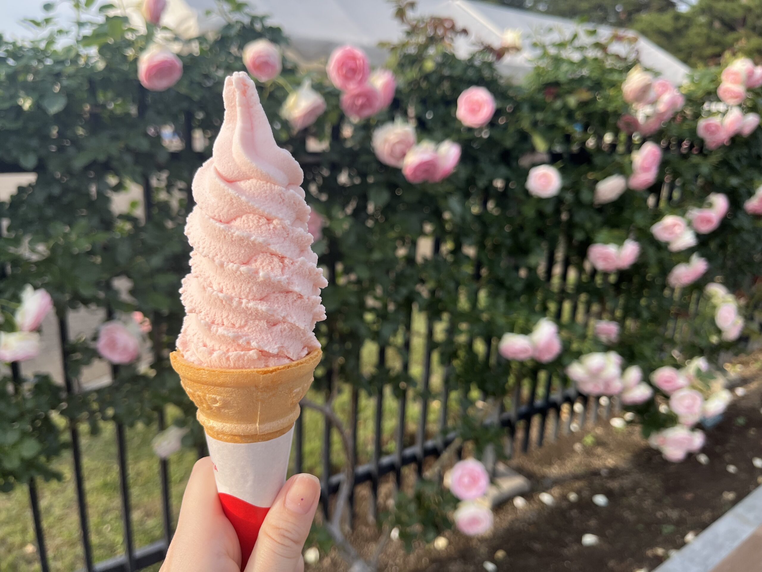 前橋で薔薇を使ったソフトクリームが美味すぎてヤバい【ばら園前食堂】